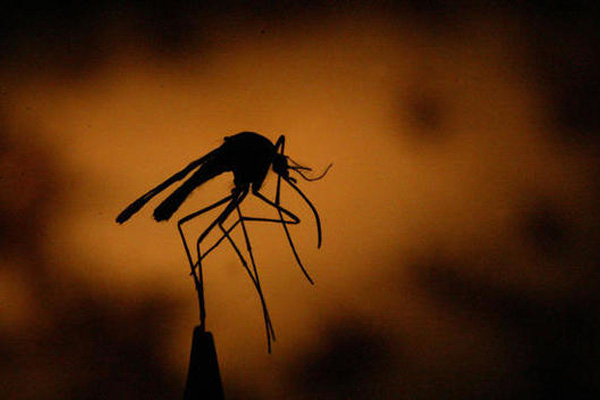 2.1 zika 2.1 zika